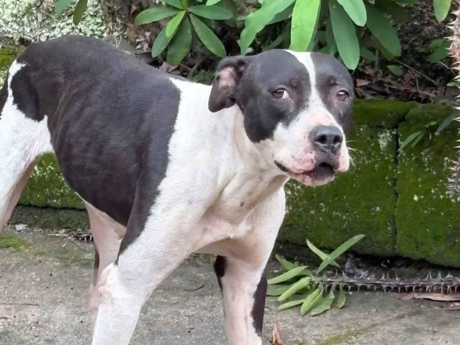Cachorro raça Pit-Bull idade 4 anos nome Não sabemos o nome 