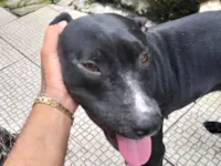 Cachorro raça Dogue Alemão idade 2 anos nome Hannah 