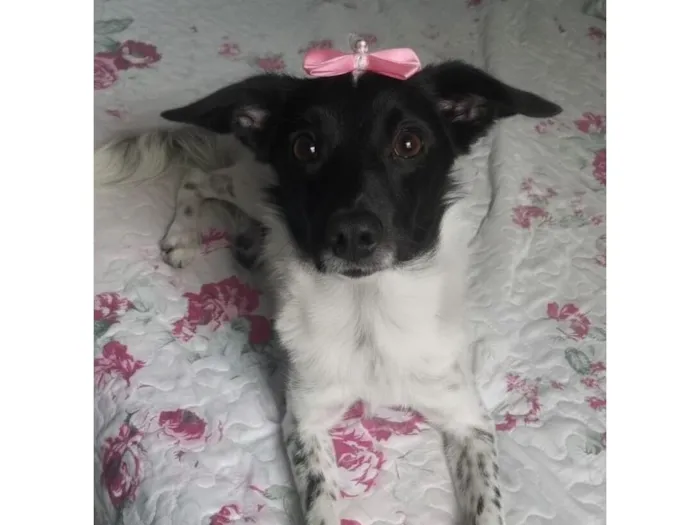 Cachorro raça SRD-ViraLata idade 7 a 11 meses nome Martina 