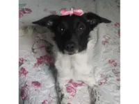 Cachorro raça SRD-ViraLata idade 7 a 11 meses nome Martina 