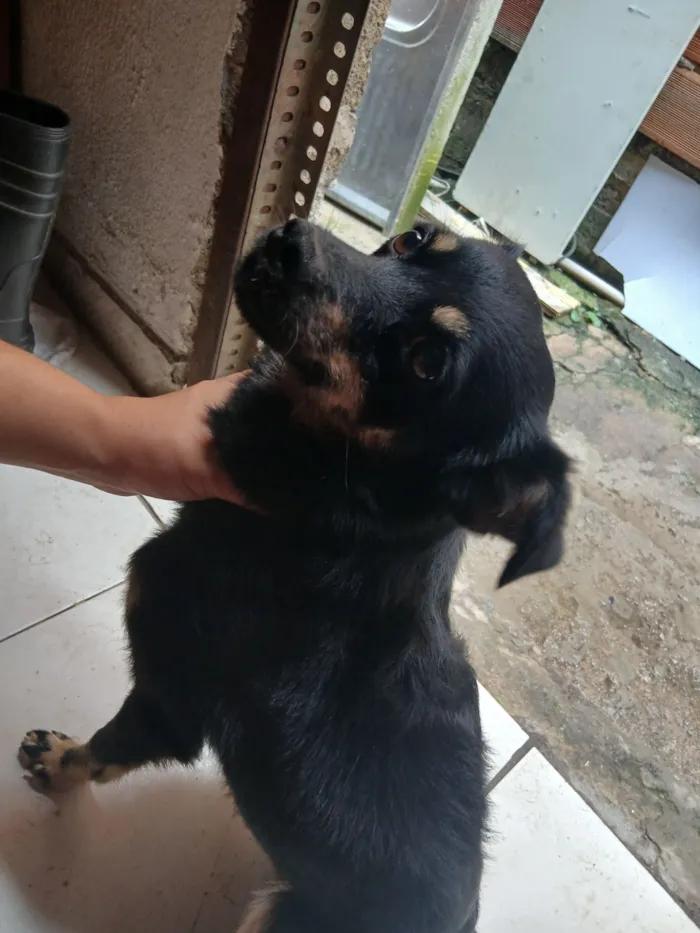 Cachorro raça SRD-ViraLata idade 1 ano nome Pitoco