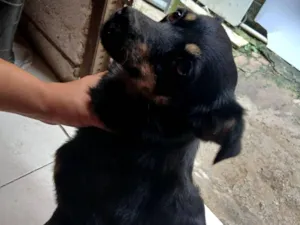 Cachorro raça SRD-ViraLata idade 1 ano nome Pitoco