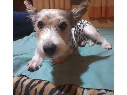 Cachorro raça SRD-ViraLata idade 2 anos nome Laurinha 