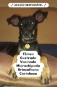 Cachorro raça SRD-ViraLata idade 2 anos nome Mãezinha 
