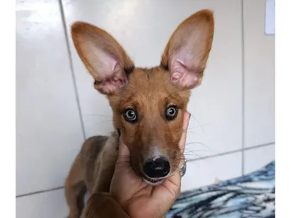 Cachorro raça SRD-ViraLata idade 2 a 6 meses nome Lord