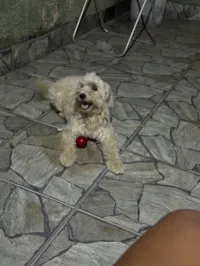 Cachorro raça SRD-ViraLata idade 2 a 6 meses nome Bela 