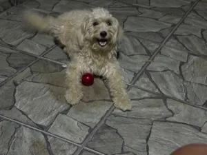 Cachorro raça SRD-ViraLata idade 2 a 6 meses nome Bela 