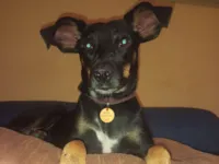 Cachorro raça SRD-ViraLata idade 2 anos nome Mãezinha 