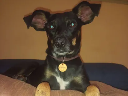 Cachorro raça SRD-ViraLata idade 2 anos nome Mãezinha 