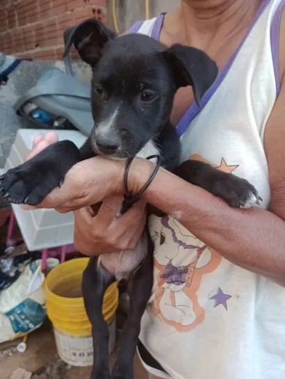 Cachorro raça SRD-ViraLata idade 2 a 6 meses nome Nino