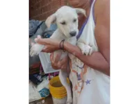 Cachorro raça SRD-ViraLata idade 2 a 6 meses nome Nina