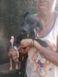 Cachorro raça SRD-ViraLata idade 2 a 6 meses nome Valentina
