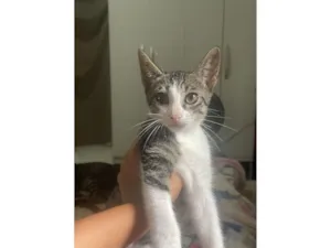 Gato raça SRD-ViraLata idade 2 a 6 meses nome Apollo