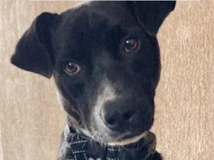 Cachorro raça SRD-ViraLata idade 3 anos nome Bruce