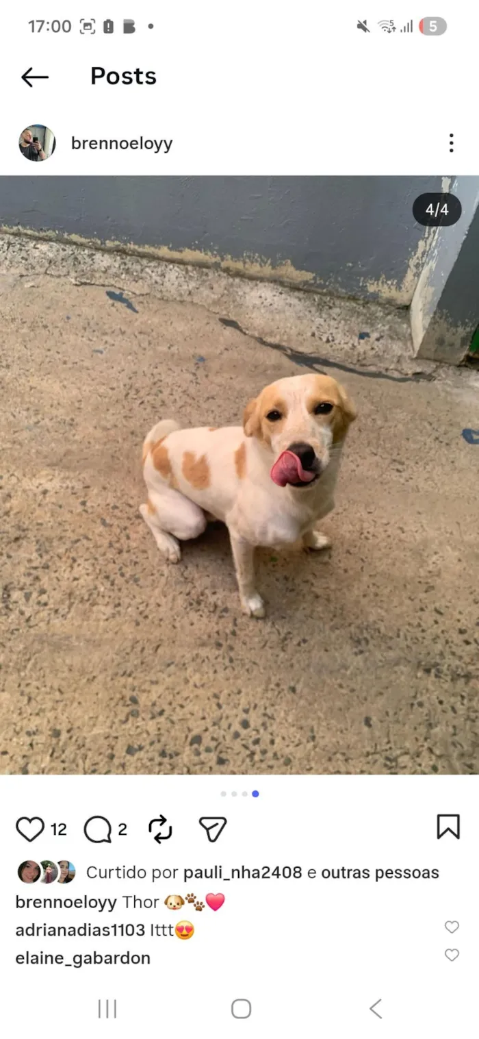Cachorro raça SRD-ViraLata idade 4 anos nome Thor 