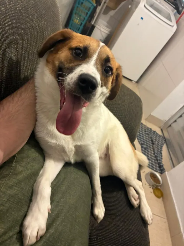 Cachorro raça SRD-ViraLata idade 1 ano nome Rochele