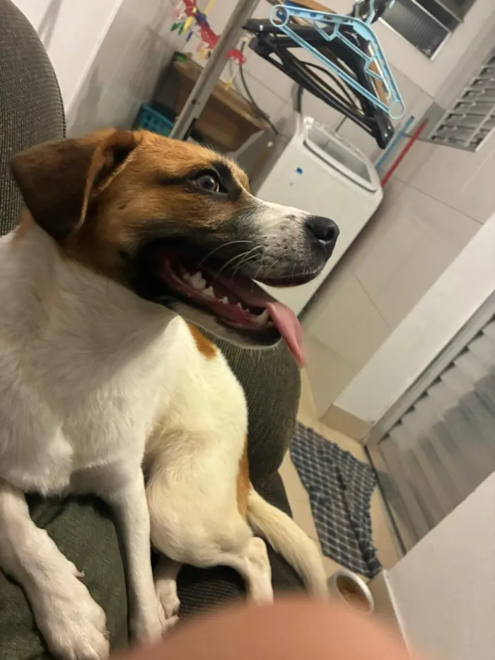 Cachorro raça SRD-ViraLata idade 1 ano nome Rochele