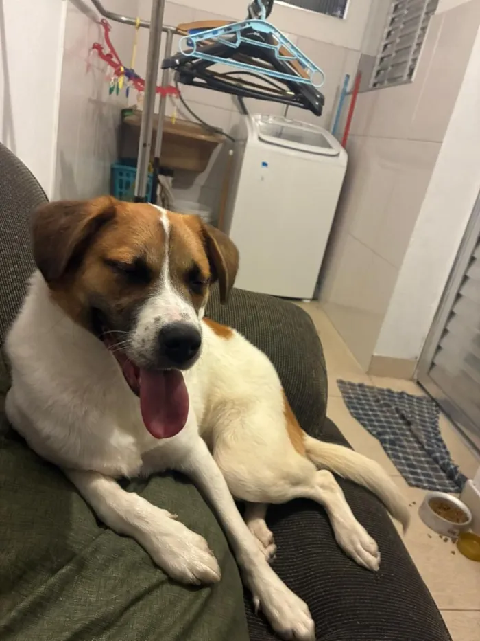 Cachorro raça SRD-ViraLata idade 1 ano nome Rochele