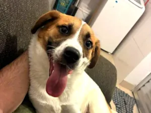 Cachorro raça SRD-ViraLata idade 1 ano nome Rochele