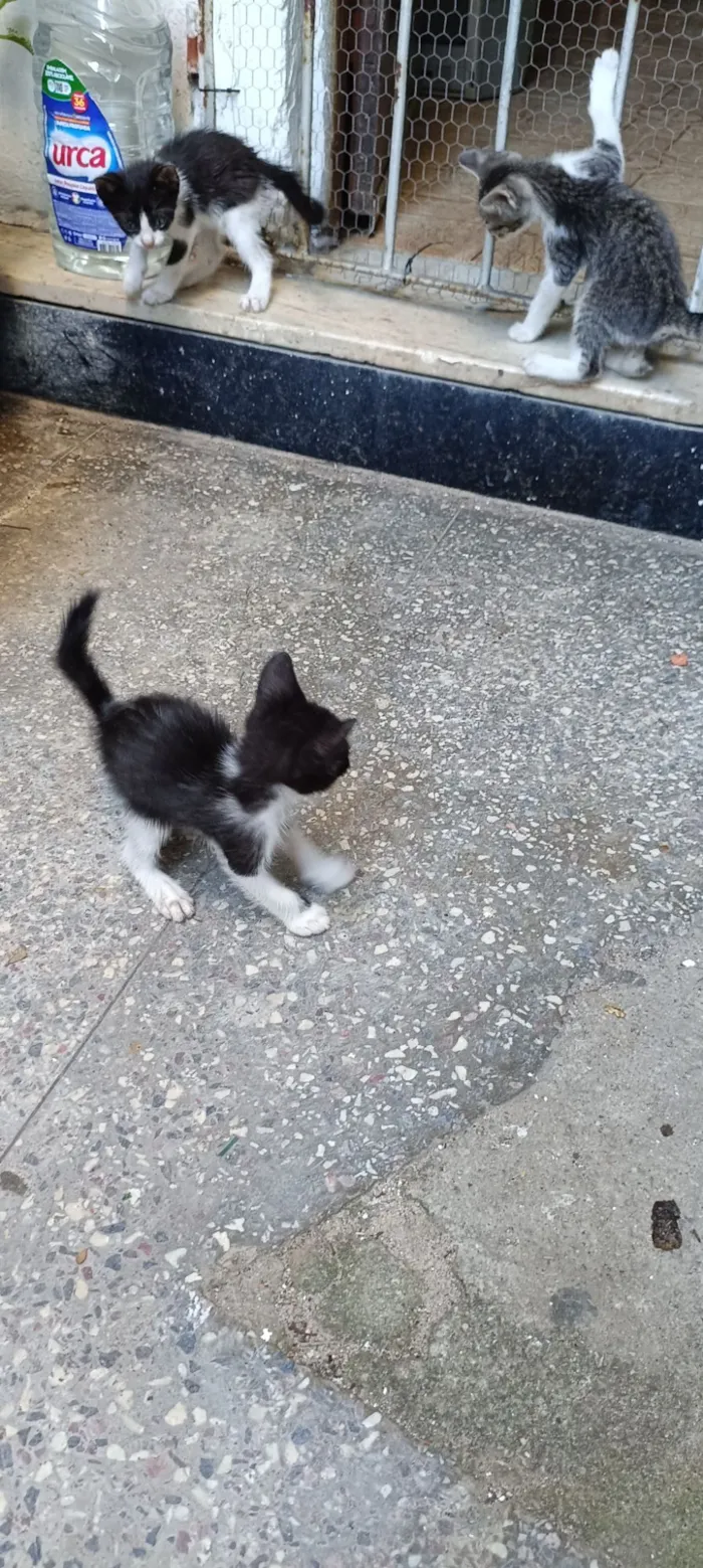 Gato raça SRD-ViraLata idade Abaixo de 2 meses nome Ainda sem nome
