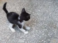 Gato raça SRD-ViraLata idade Abaixo de 2 meses nome Ainda sem nome