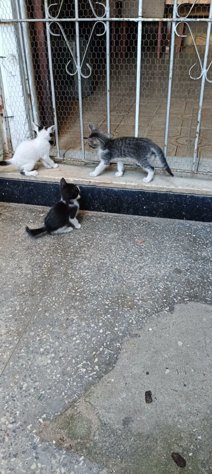 Gato raça SRD-ViraLata idade Abaixo de 2 meses nome Ainda sem nome 