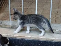 Gato raça SRD-ViraLata idade Abaixo de 2 meses nome Ainda sem nome 