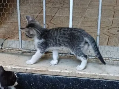 Gato raça SRD-ViraLata idade Abaixo de 2 meses nome Ainda sem nome 