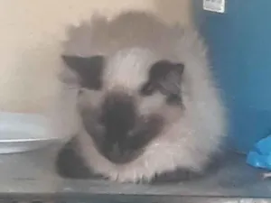 Gato raça SRD-ViraLata idade 3 anos nome Hannah 