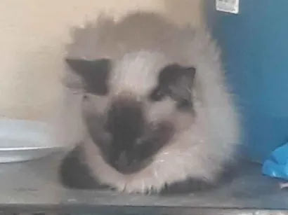 Gato raça SRD-ViraLata idade 3 anos nome Hannah 