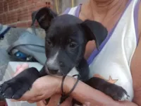 Cachorro raça SRD-ViraLata idade 2 a 6 meses nome Nino