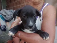 Cachorro raça SRD-ViraLata idade 2 a 6 meses nome Ruanito