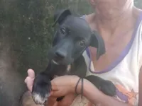 Cachorro raça SRD-ViraLata idade 2 a 6 meses nome Valentina