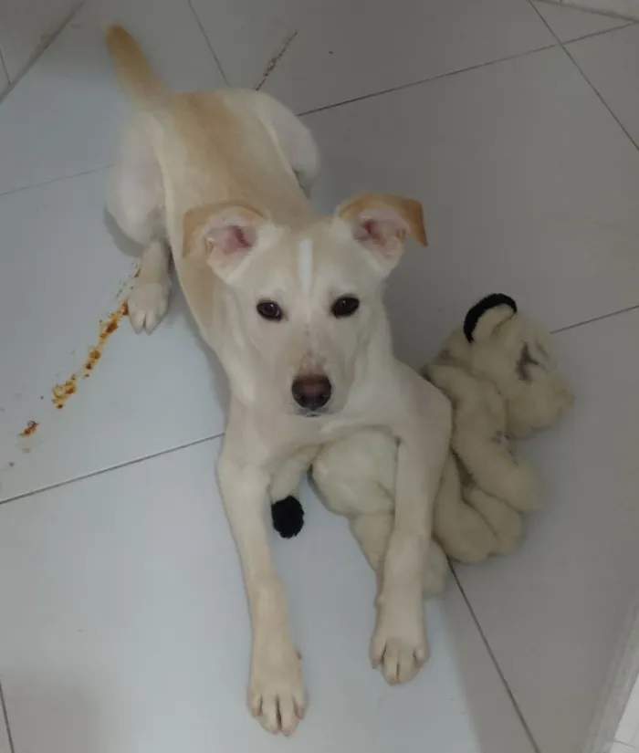 Cachorro raça SRD-ViraLata idade 1 ano nome thor 
