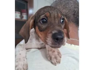 Cachorro raça Boxer idade 2 a 6 meses nome Marley