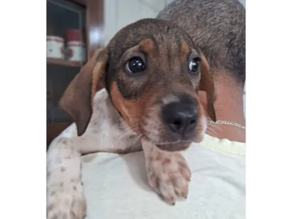 Cachorro raça Boxer idade 2 a 6 meses nome Marley