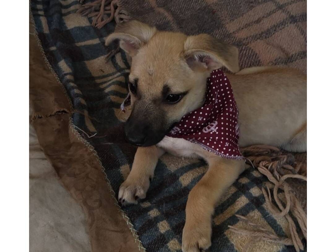 Cachorro raça SRD-ViraLata idade 2 a 6 meses nome Brida