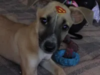 Cachorro raça SRD-ViraLata idade 2 a 6 meses nome Clark