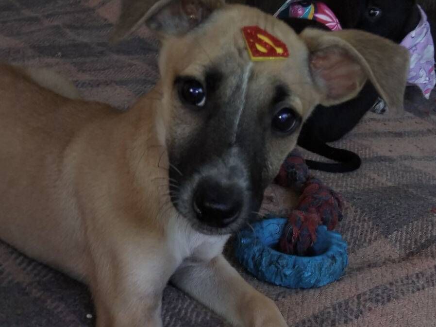 Cachorro raça SRD-ViraLata idade 2 a 6 meses nome Clark