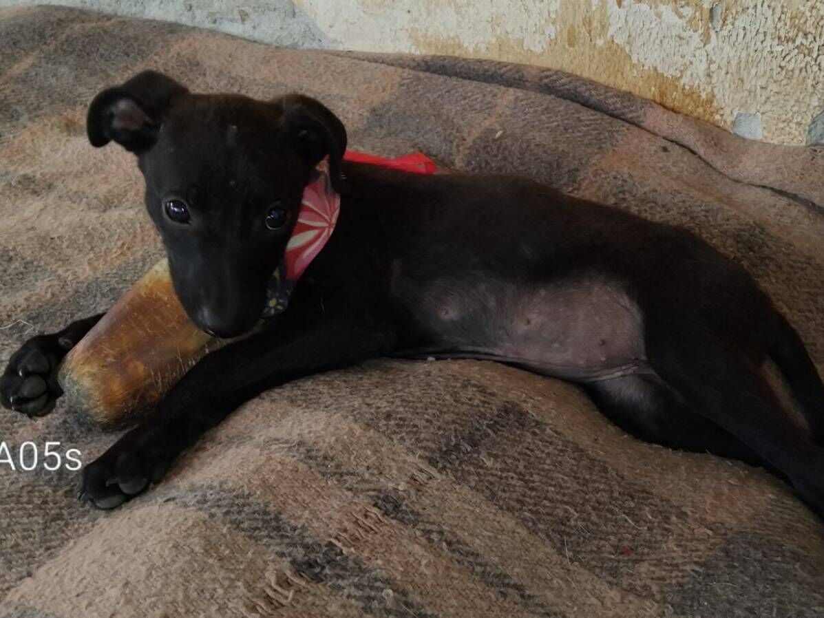 Cachorro raça SRD-ViraLata idade 2 a 6 meses nome Petit
