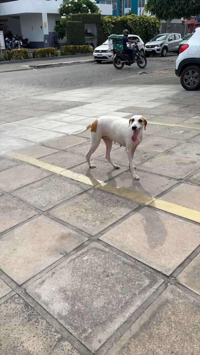 Cachorro raça SRD-ViraLata idade 5 anos nome Brisa