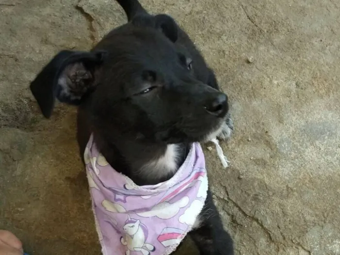 Cachorro raça SRD-ViraLata idade 2 a 6 meses nome Vicky