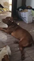 Cachorro raça Pit-Bull idade 2 anos nome Órion 