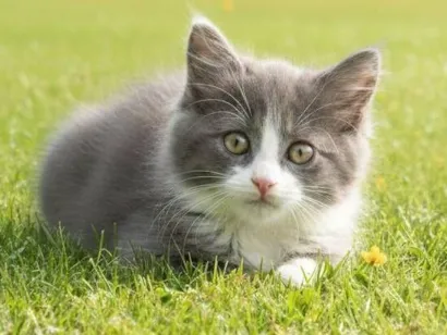 Gato raça SRD-ViraLata idade 2 a 6 meses nome Cinzinha