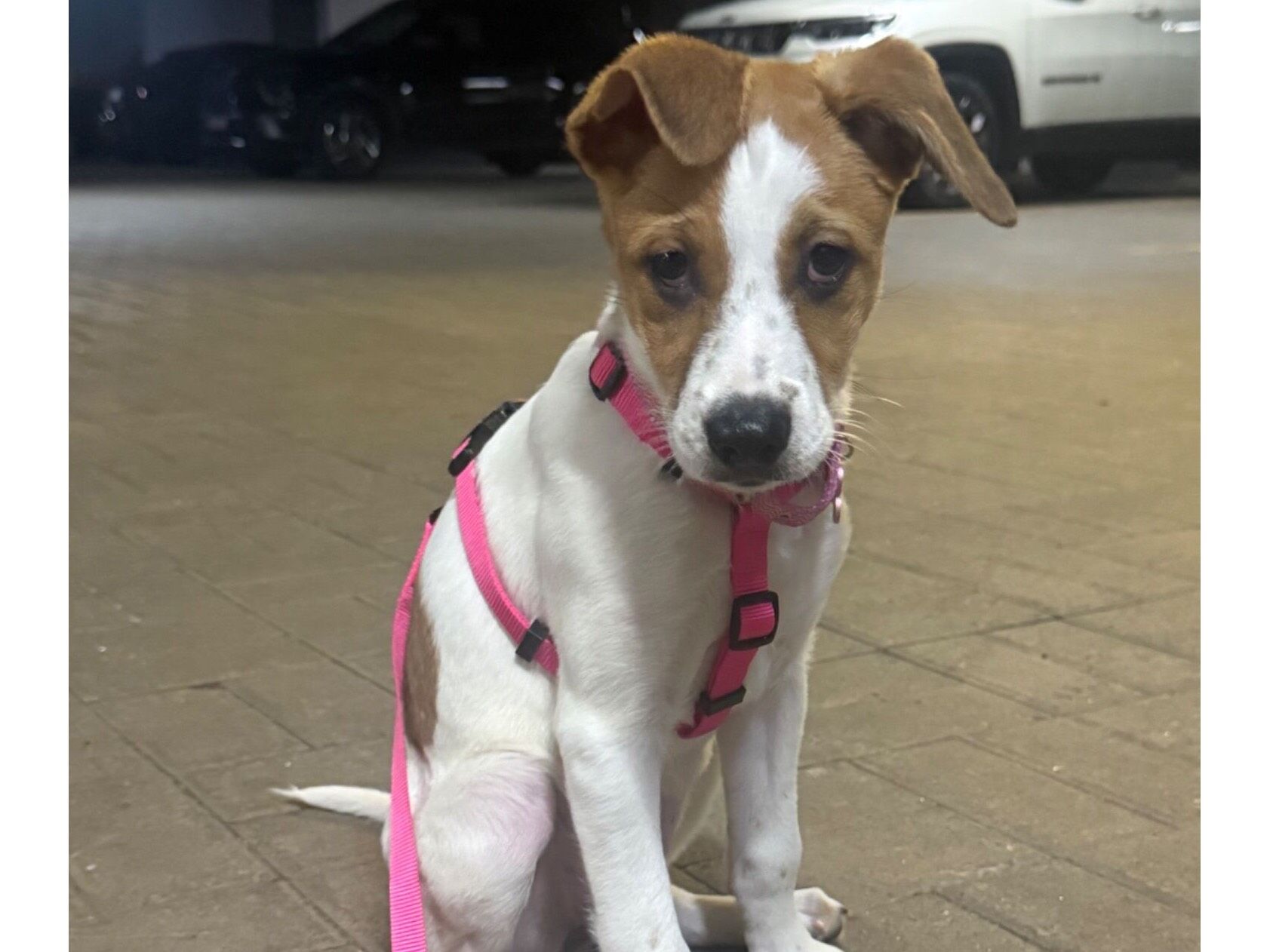 Cachorro raça SRD-ViraLata idade 2 a 6 meses nome Julieta 