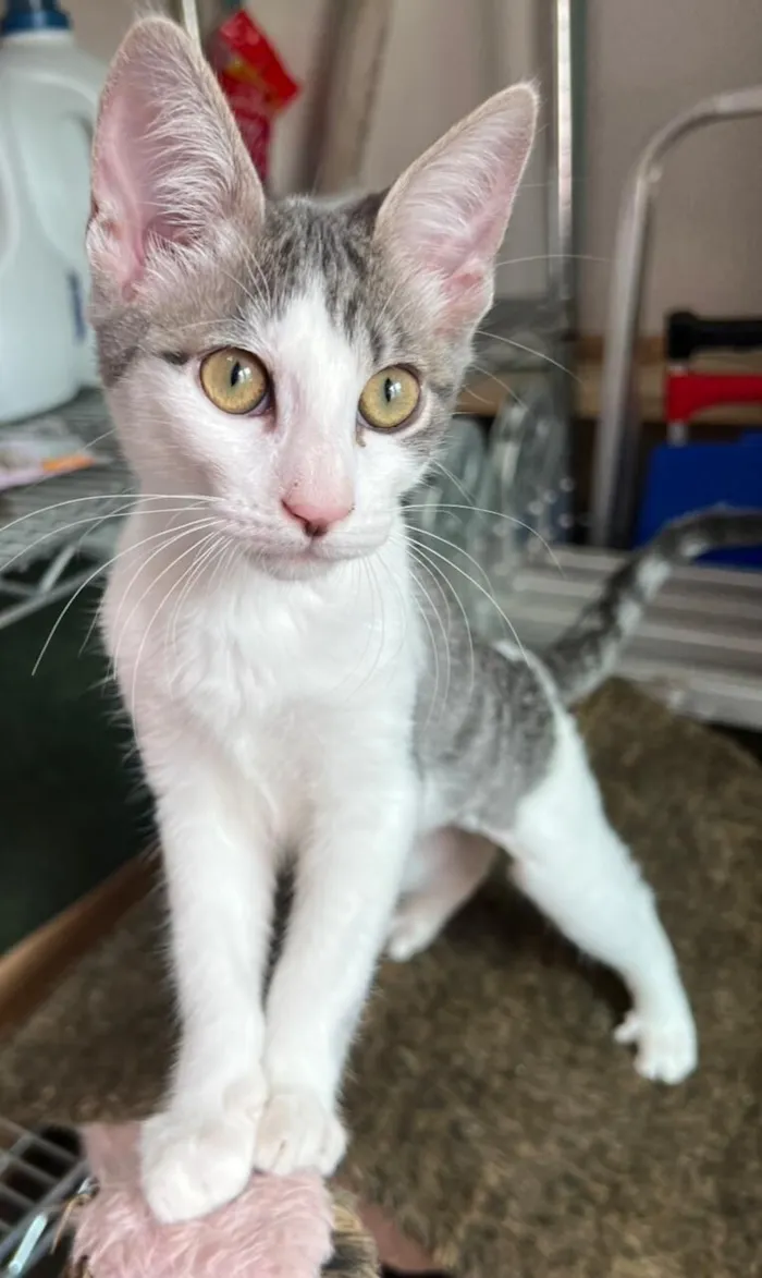 Gato raça SRD-ViraLata idade 2 a 6 meses nome Claire 