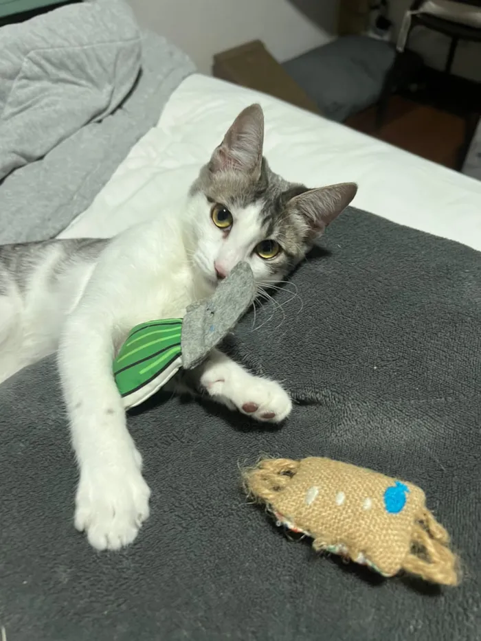 Gato raça SRD-ViraLata idade 2 a 6 meses nome Claire 