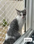 Gato raça SRD-ViraLata idade 2 a 6 meses nome Claire 
