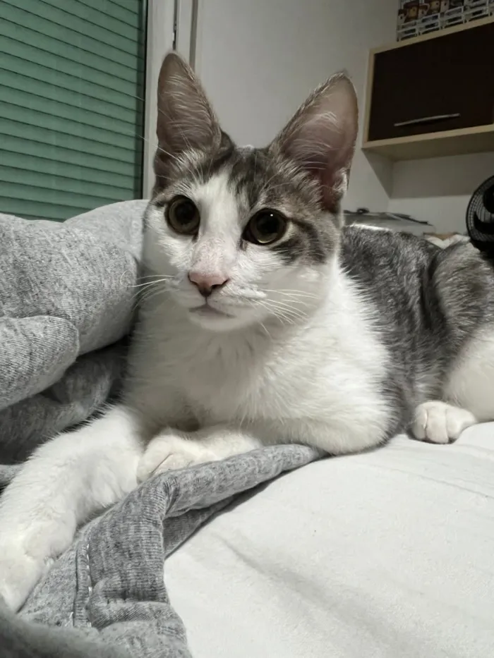 Gato raça SRD-ViraLata idade 2 a 6 meses nome Claire 