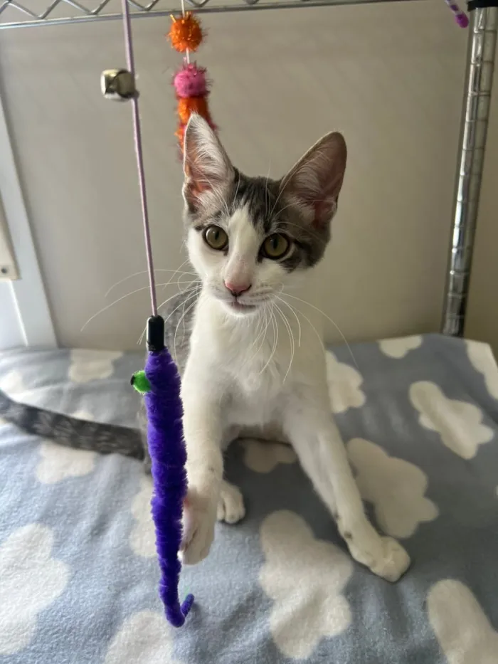 Gato raça SRD-ViraLata idade 2 a 6 meses nome Claire 